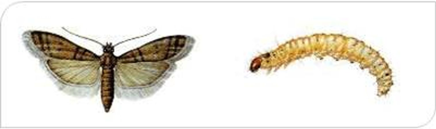 Anti Mites Mites Alimentaires Anticimex anti-mites-mites-alimentaires-anticimex